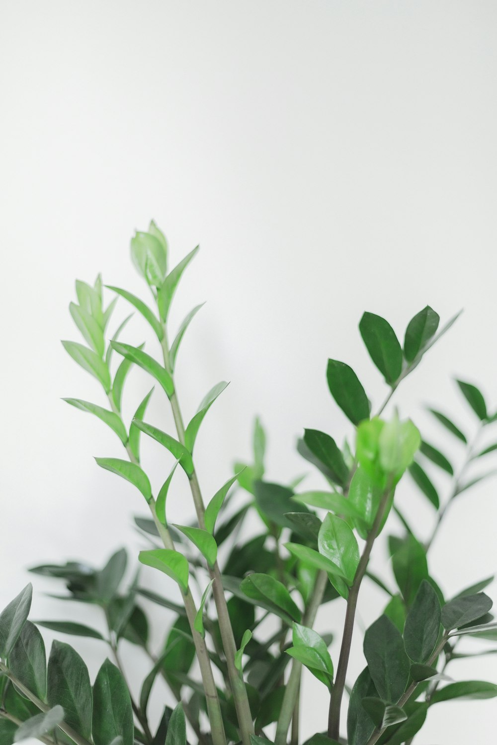 plante verte sur fond blanc