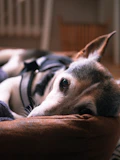A calm dog sitting peacefully in a sunlit room, looking attentively.