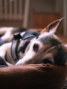 A calm and relaxed dog lying on a soft brown cushion, gazing softly with one ear perked up. The cozy indoor setting is softly lit, creating a peaceful and intimate atmosphere.