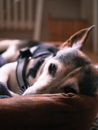 A calm dog sitting peacefully in a sunlit room, looking attentively.