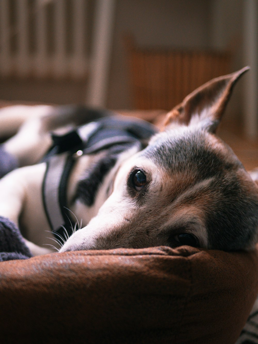 brown and white short coated dog lying on brown textile