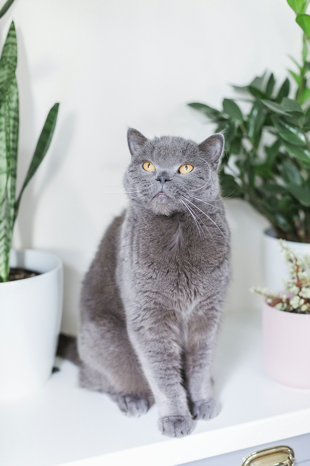 russian blue cat on white ceramic mug