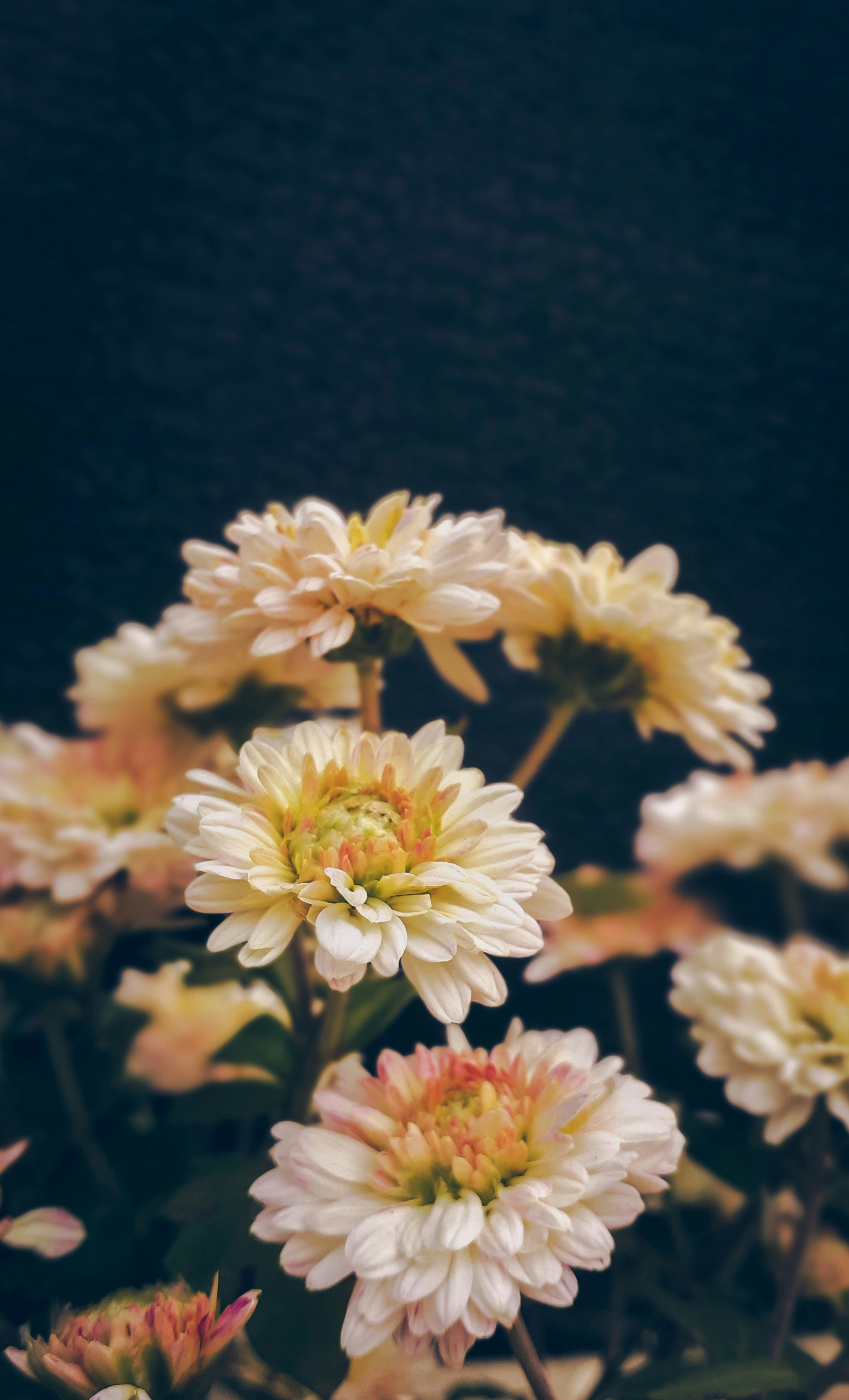 Photo by ranjanaphotography