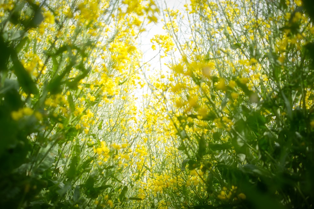 fleurs jaunes avec des feuilles vertes pendant la journée
