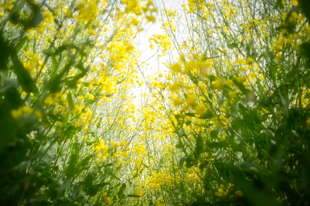 yellow flowers with green leaves during daytime