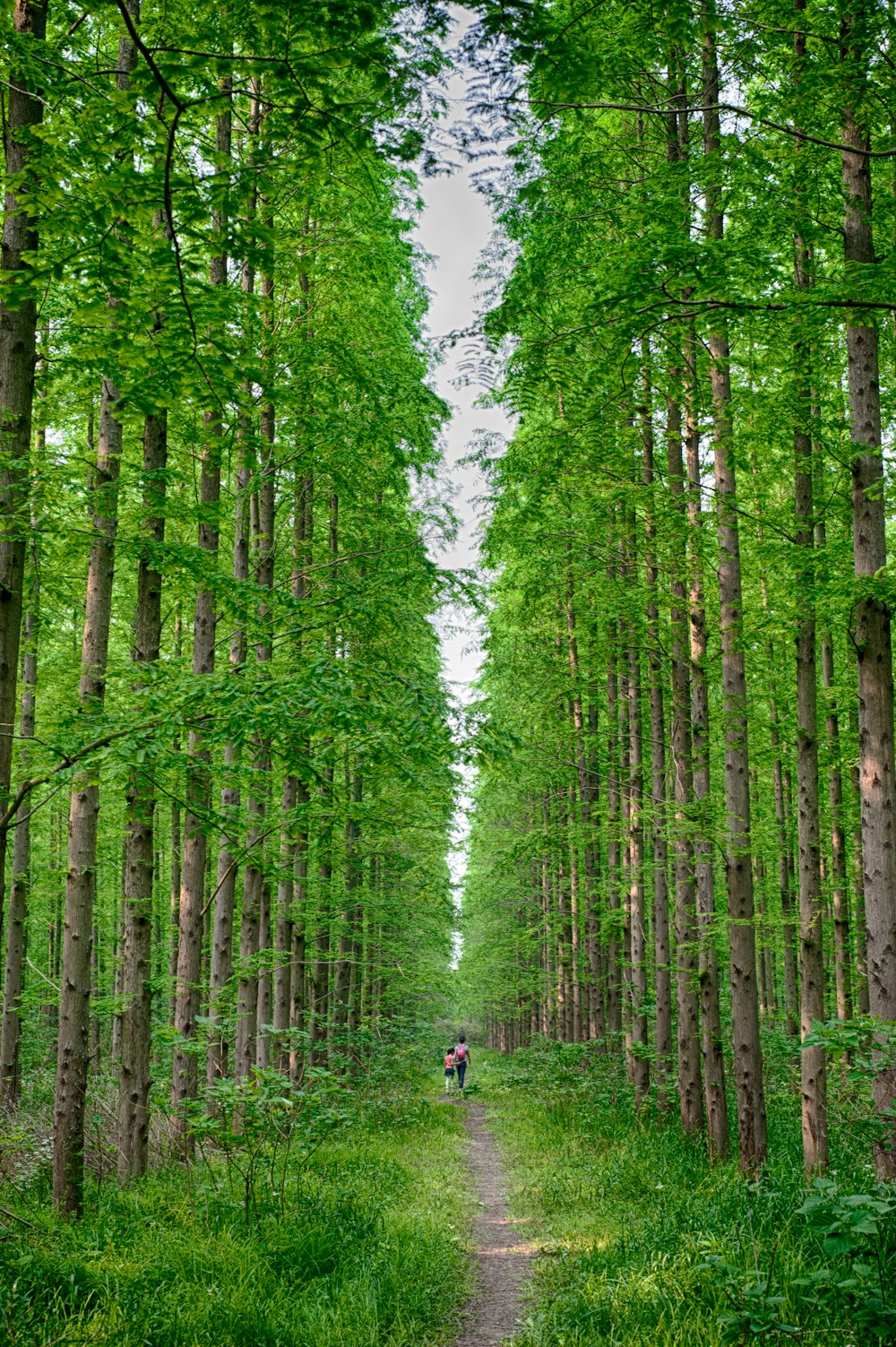 people walking on pathway between green trees during daytime