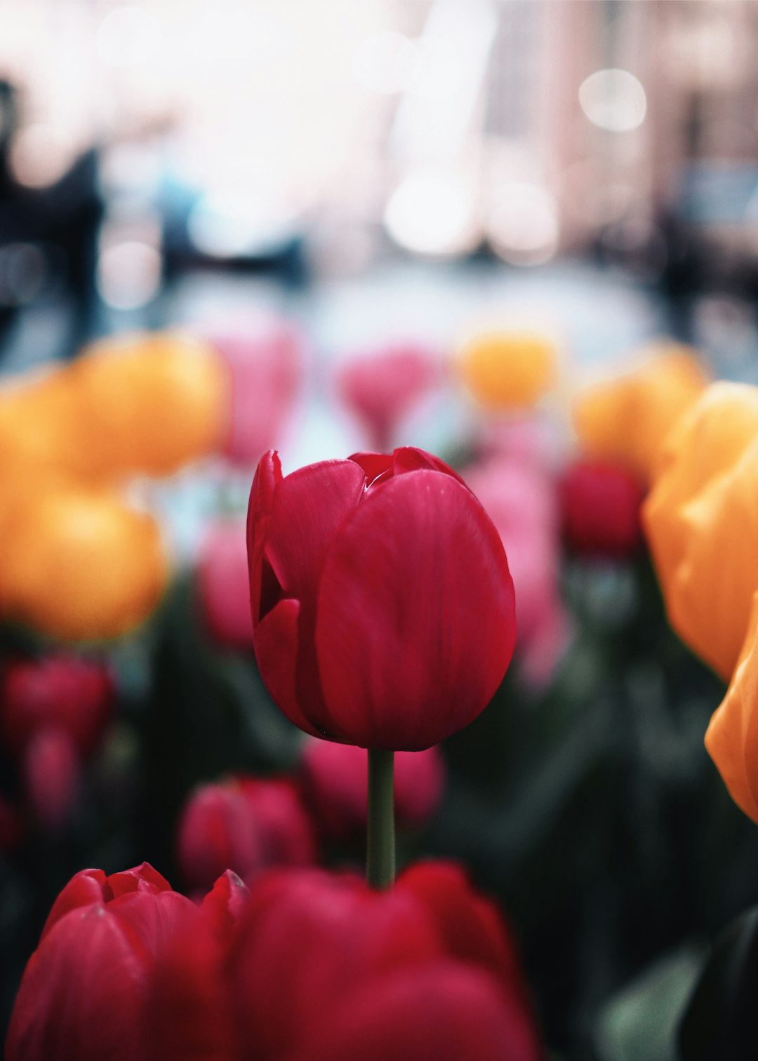 red tulips in bloom during daytime