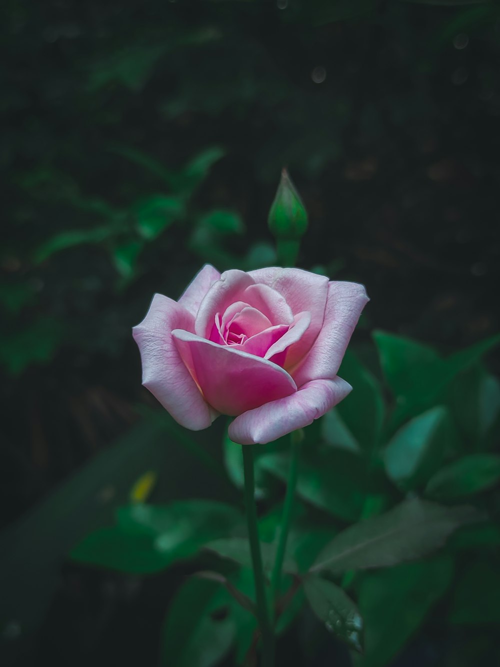 pink rose in bloom during daytime