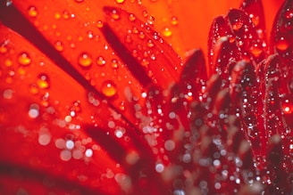 red and yellow flower in macro lens photography