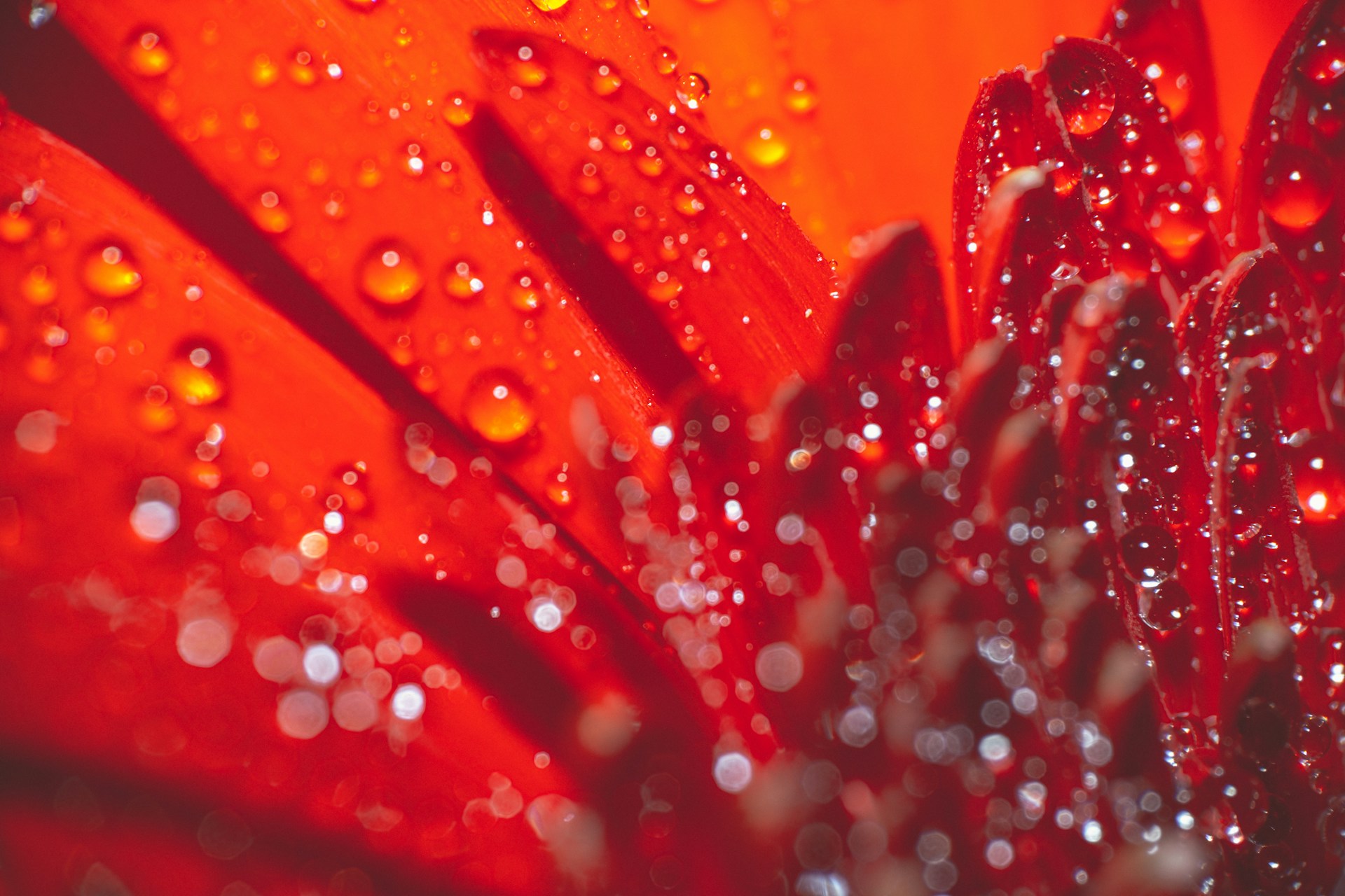 red and yellow flower in macro lens photography