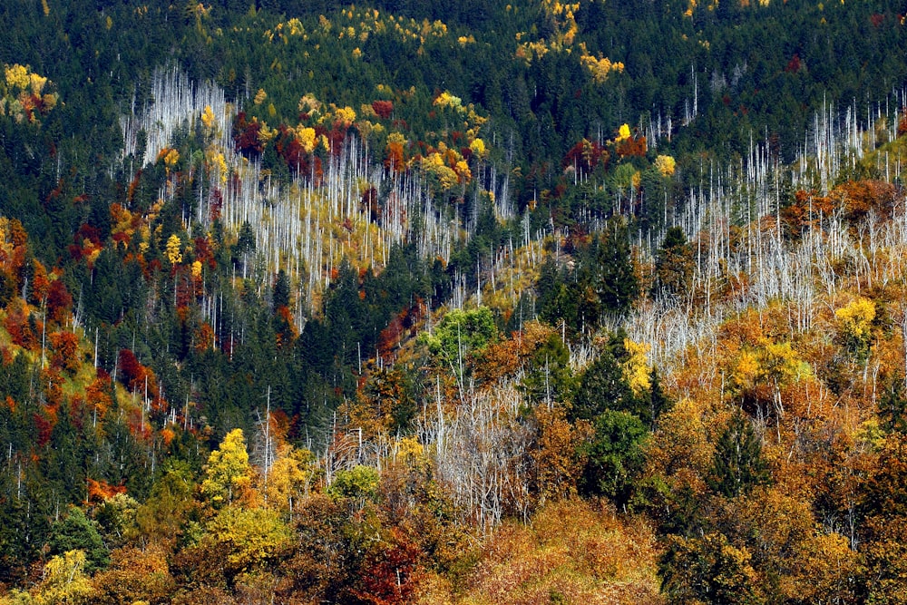 green and yellow trees during daytime