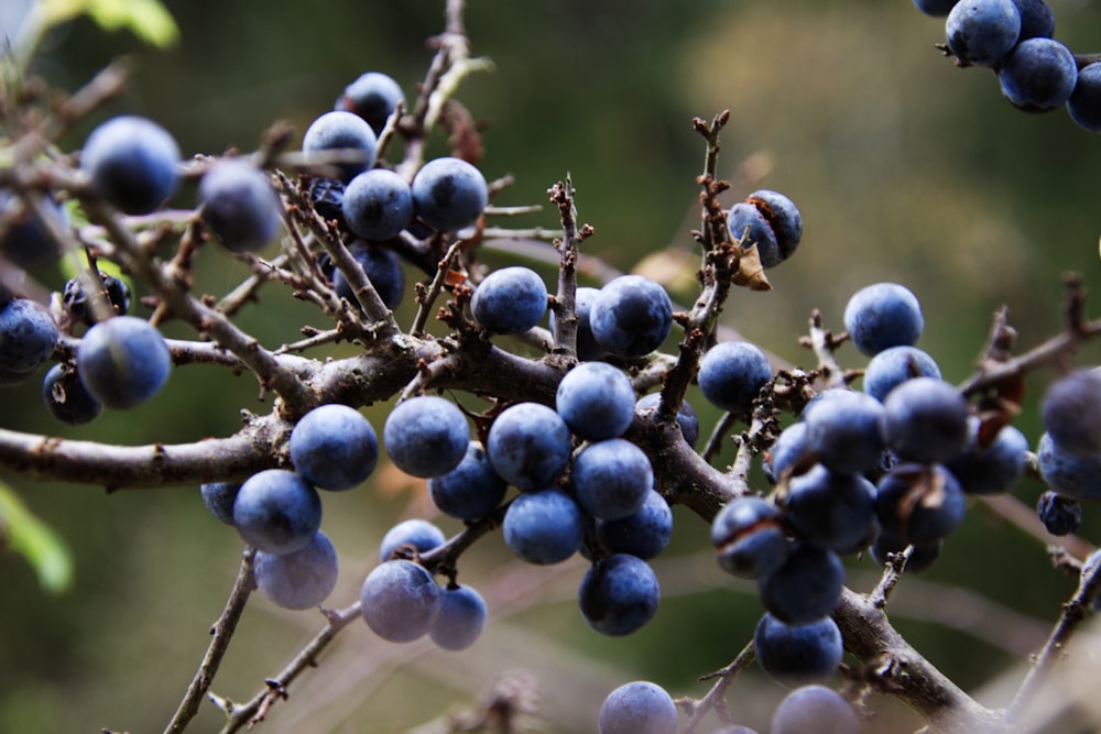 blue round fruits in tilt shift lens