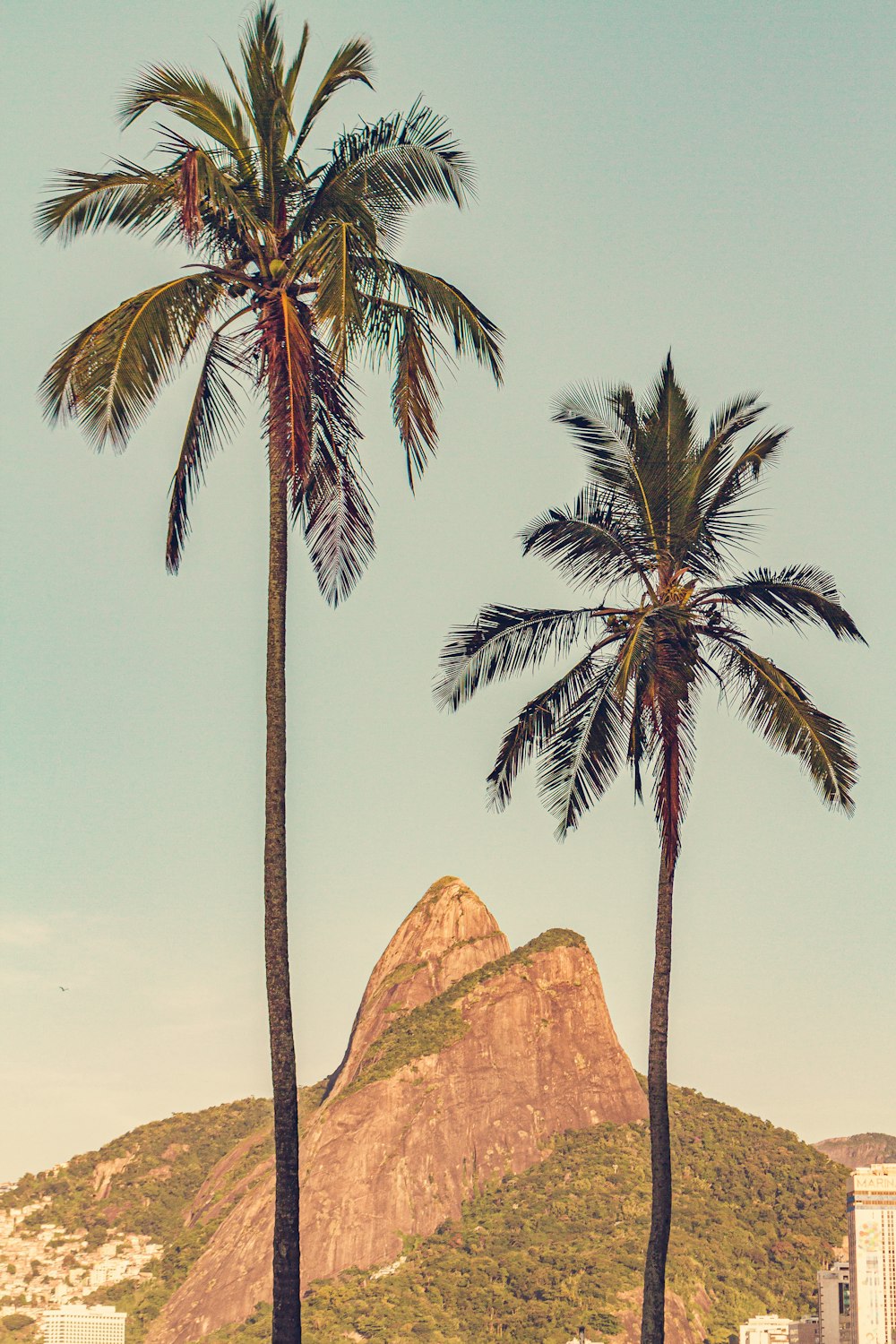 palm tree near brown rock formation under blue sky during daytime