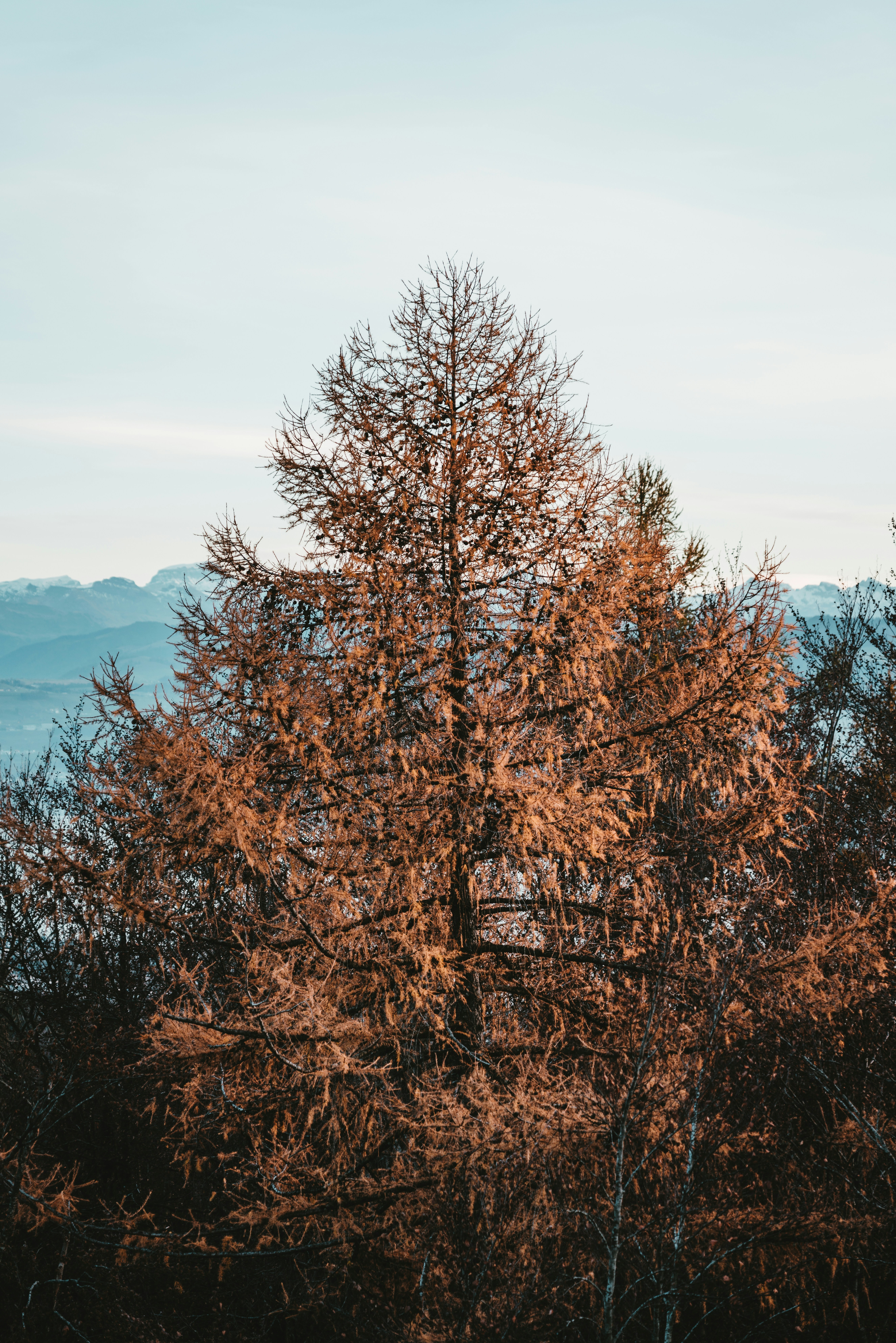 Photo by purzlbaum