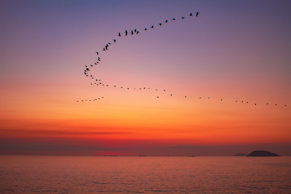 birds flying over the sea during sunset