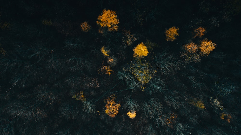 yellow flowers on black background