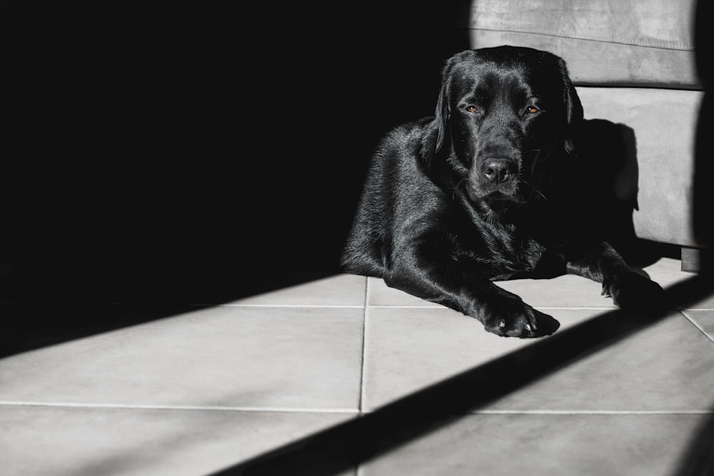 black labrador retriever lying on white floor tiles