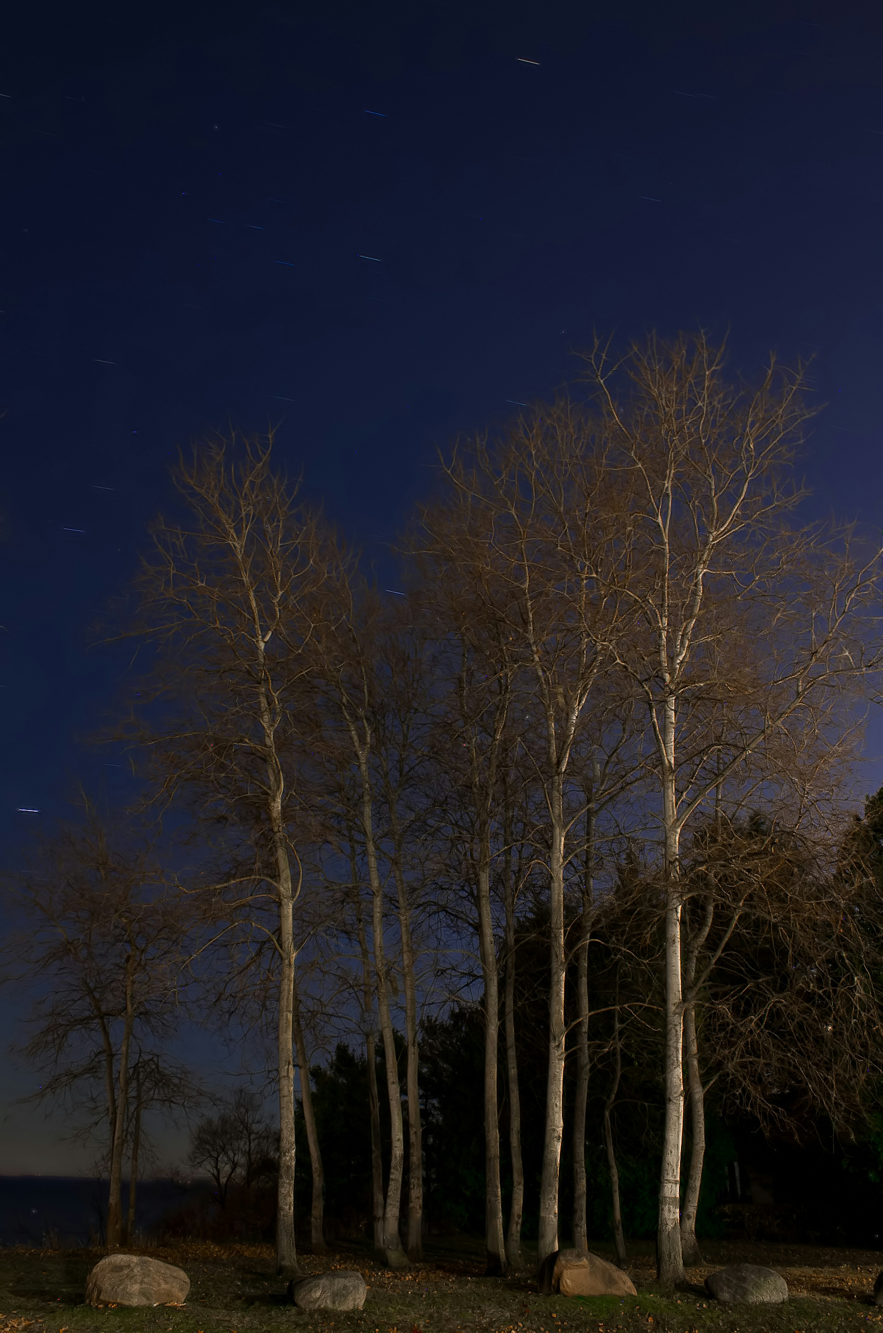 árvores marrons sob o céu azul durante o dia