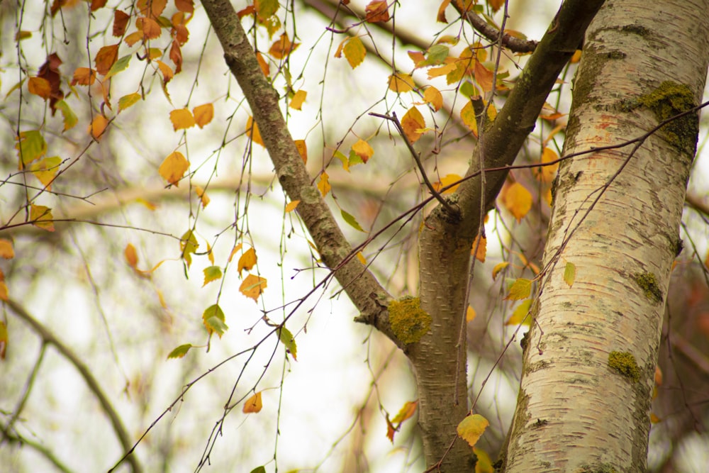 yellow and brown leaves on tree branch