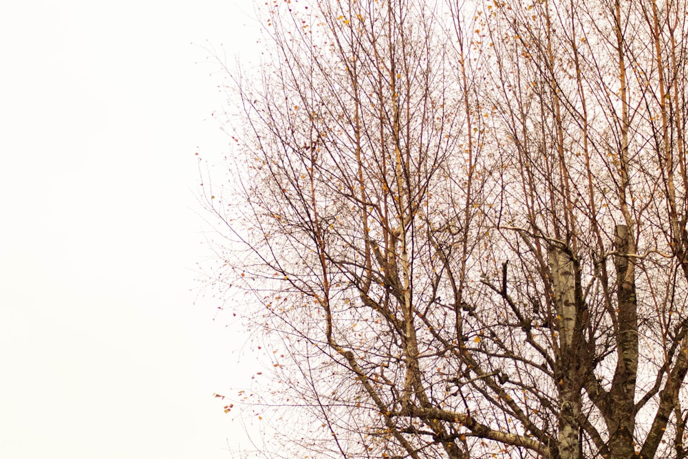 brown leafless tree under white sky