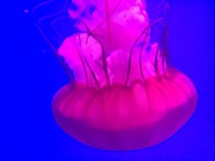 A vibrant jellyfish illuminated by aquarium lights, showcasing its delicate structure.