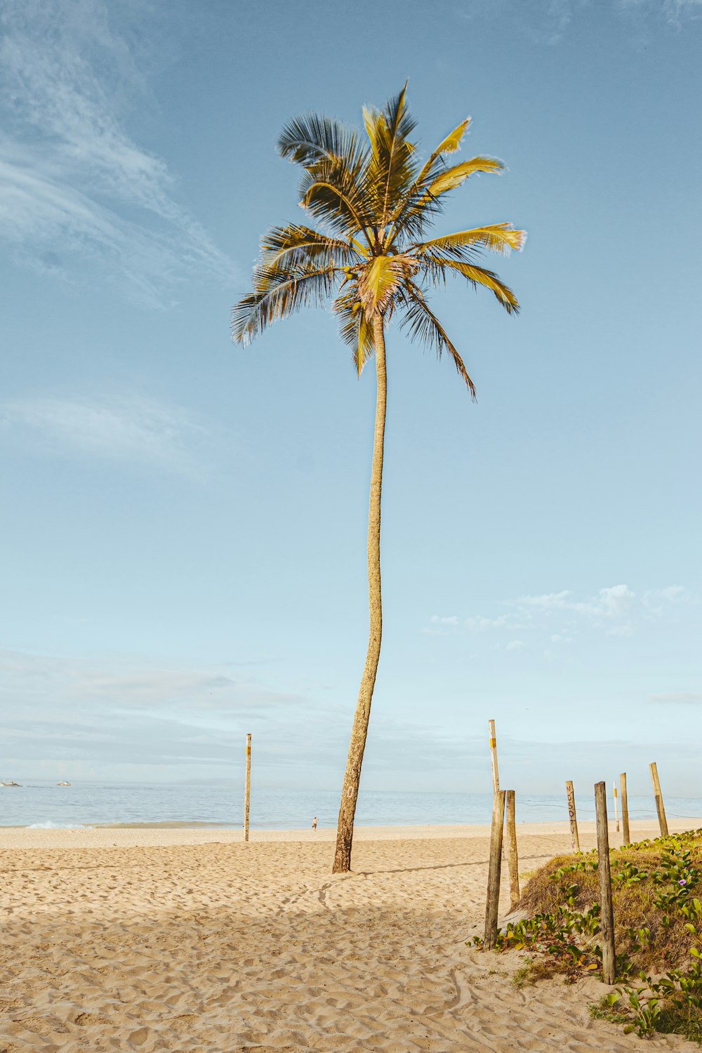 palm tree on beach during daytime