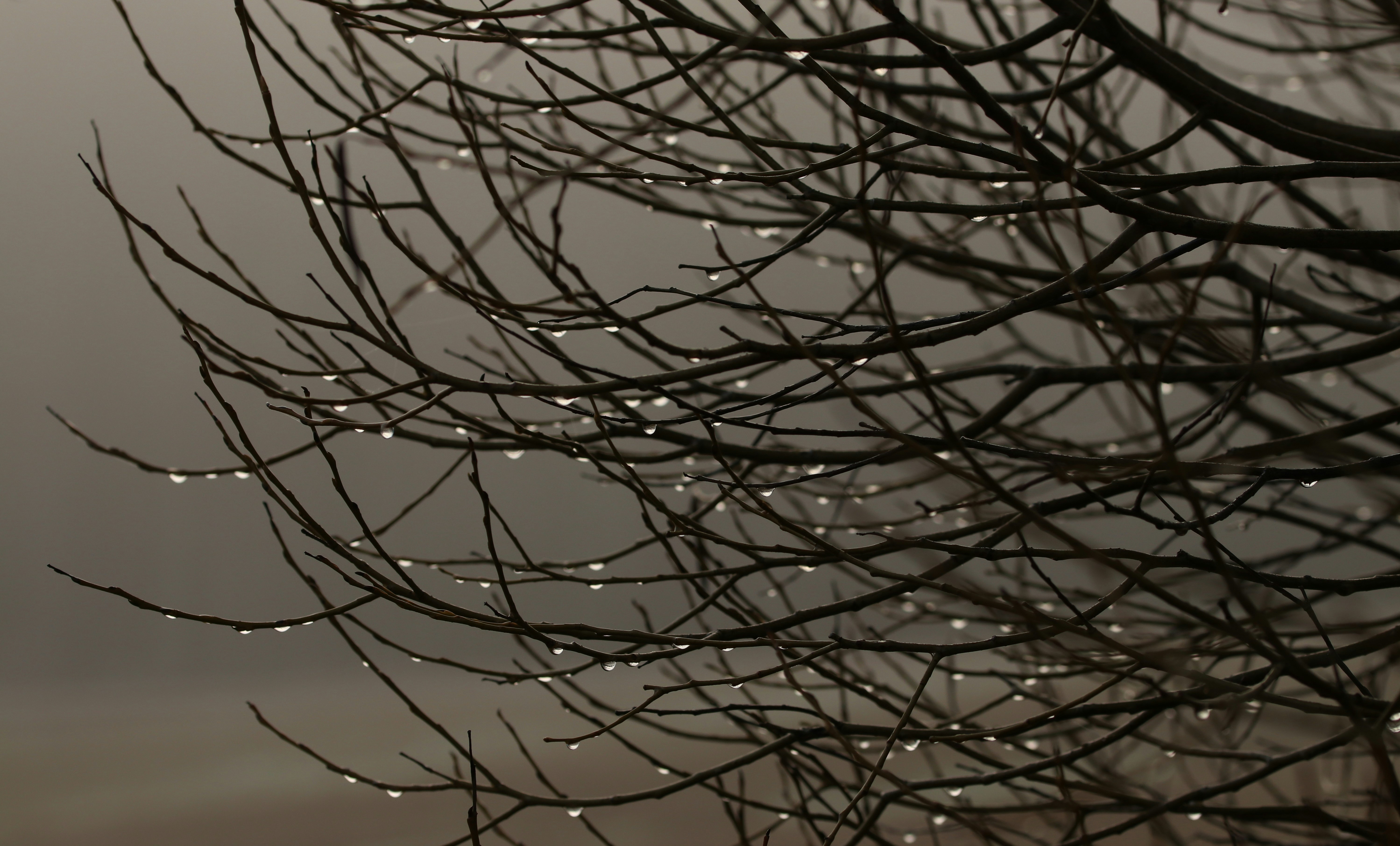 Gallyazás az Őrhegyen