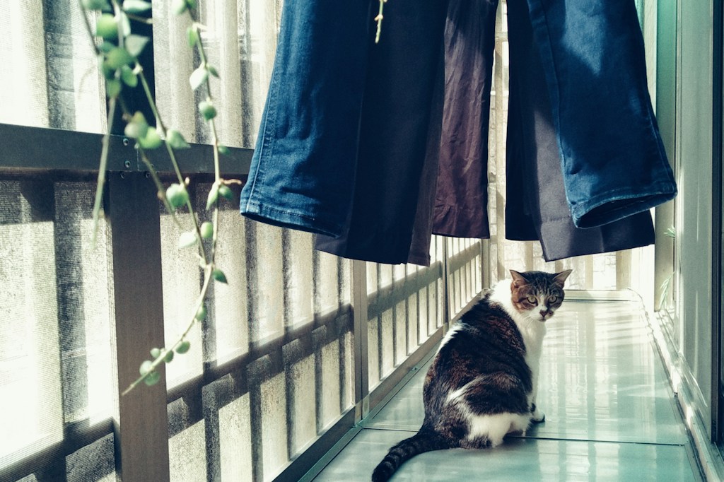 Topaklanan Kedi Kumu