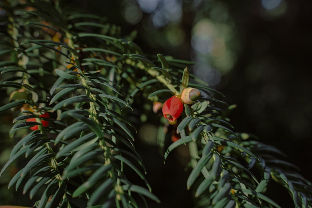 rote und gelbe runde Frucht