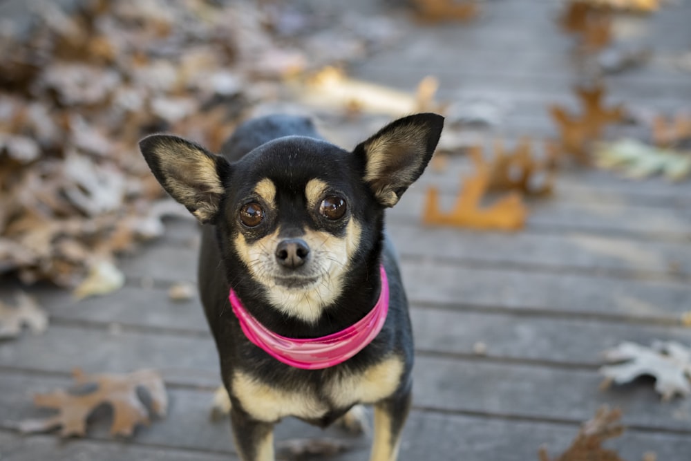 chihuahua preto e marrom no piso de madeira cinzento durante o dia