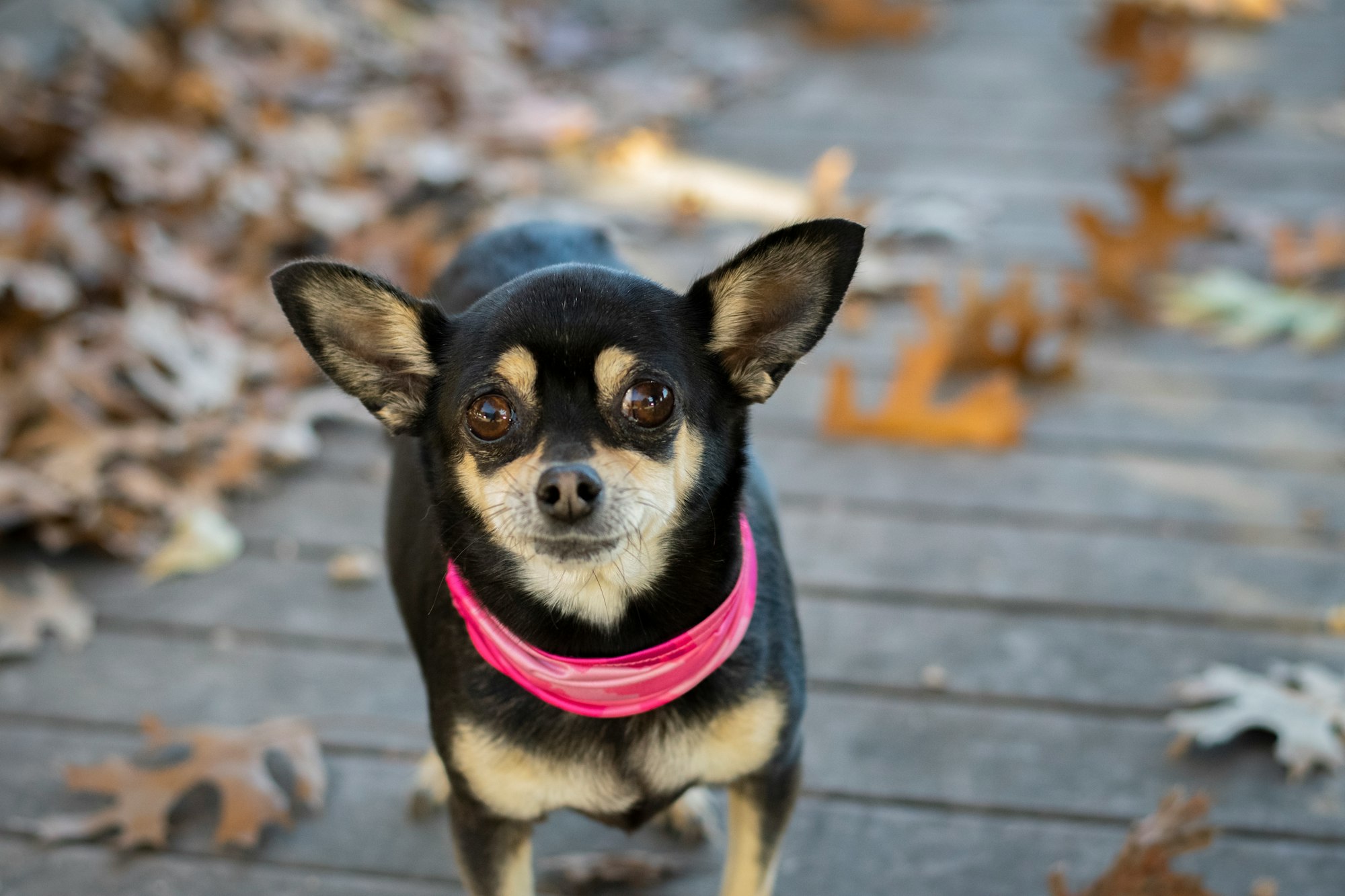 Are Chihuahuas Hard to Train?