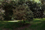 A small tree casting gentle shade over a cozy garden corner.