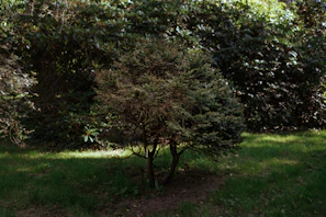 A small tree casting gentle shade over a cozy garden corner.