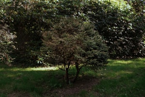 A small, bushy tree stands in the center of a lush, green garden. The branches of the tree are thick and densely packed with dark green foliage. Surrounding the tree is a well-maintained grassy area, with dim lighting suggesting a shaded spot. Behind the tree, more dense foliage and shrubs appear, adding depth to the scene.