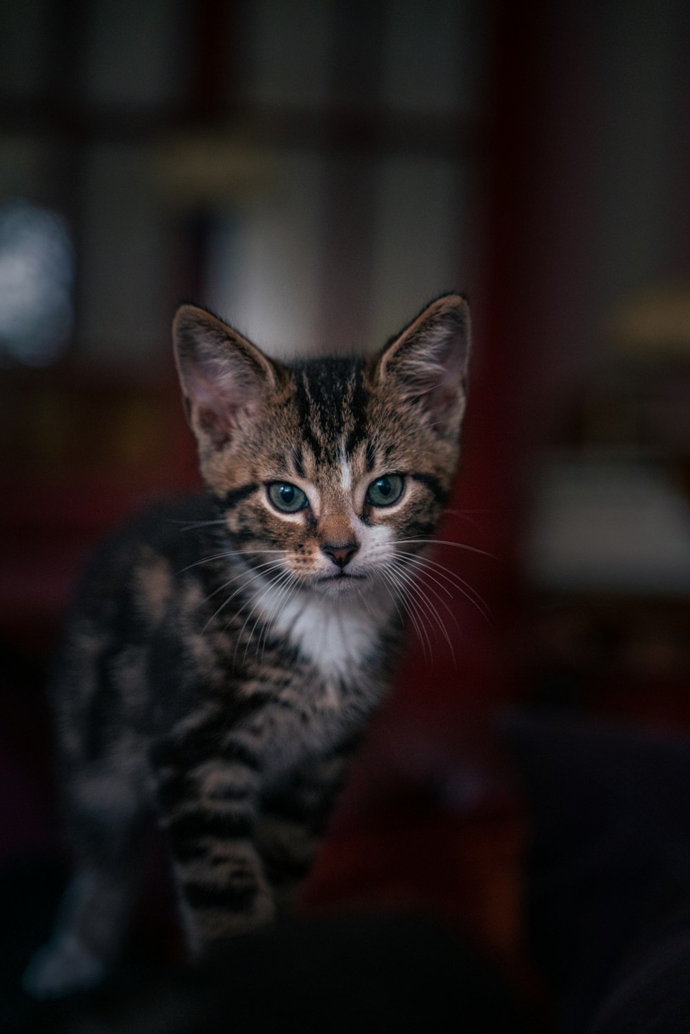 brown tabby cat in tilt shift lens