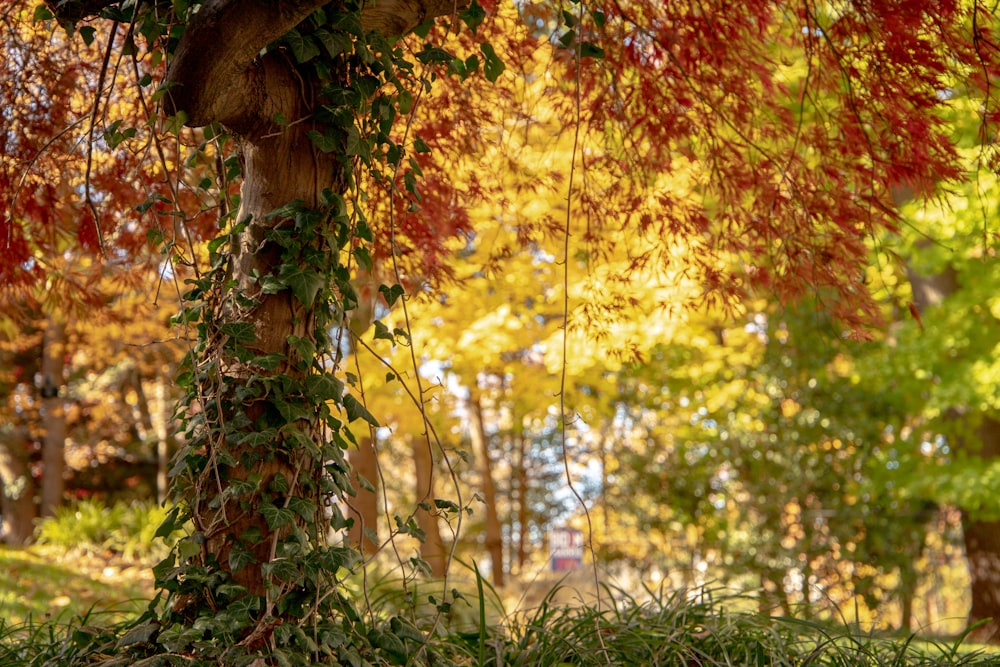 brown and green leaves tree