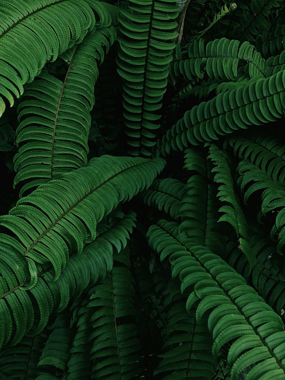 green fern plant during daytime