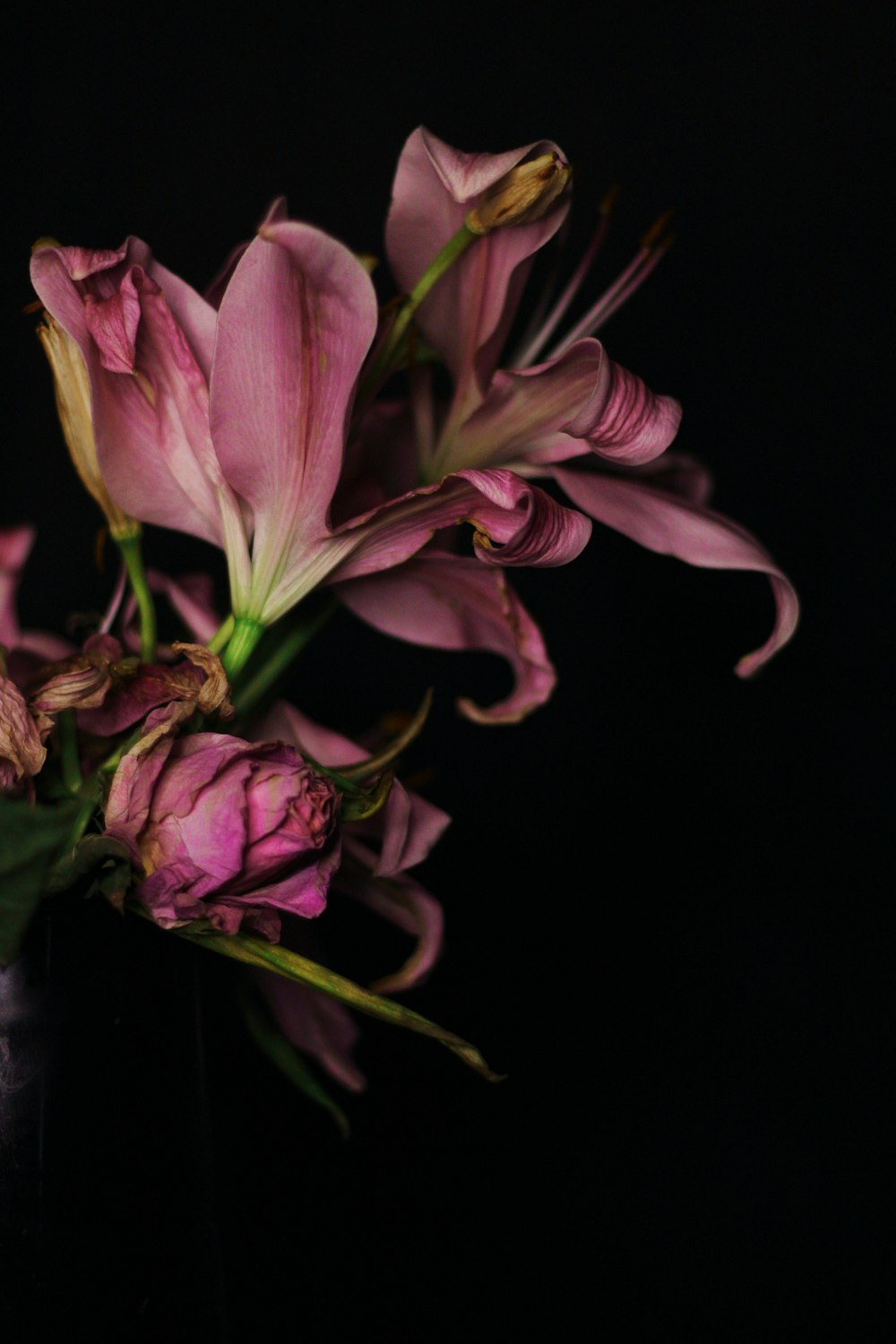 fiore rosa e bianco nella fotografia ravvicinata
