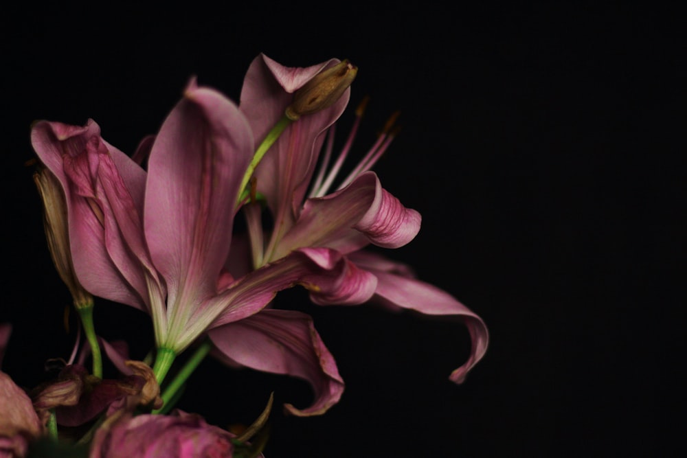 pink and white flower in black background