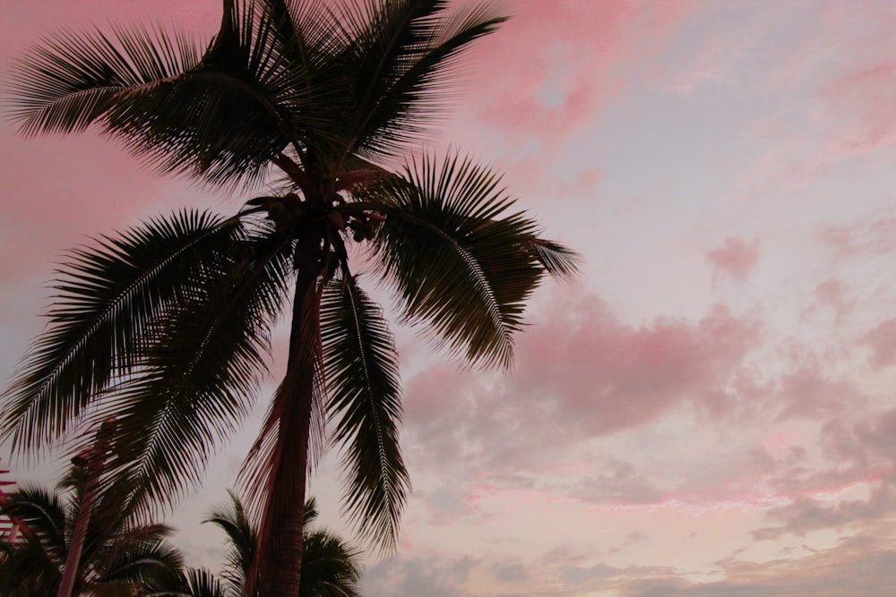 Palmera verde bajo el cielo nublado durante el día