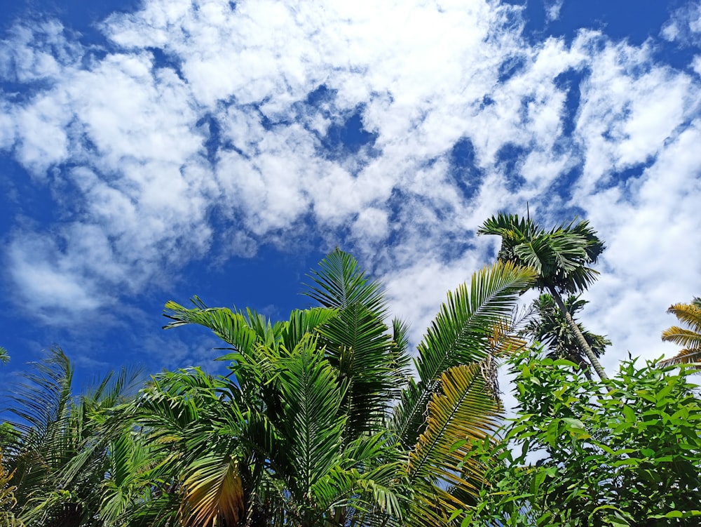 Grüne Palme unter blauem Himmel und weißen Wolken tagsüber