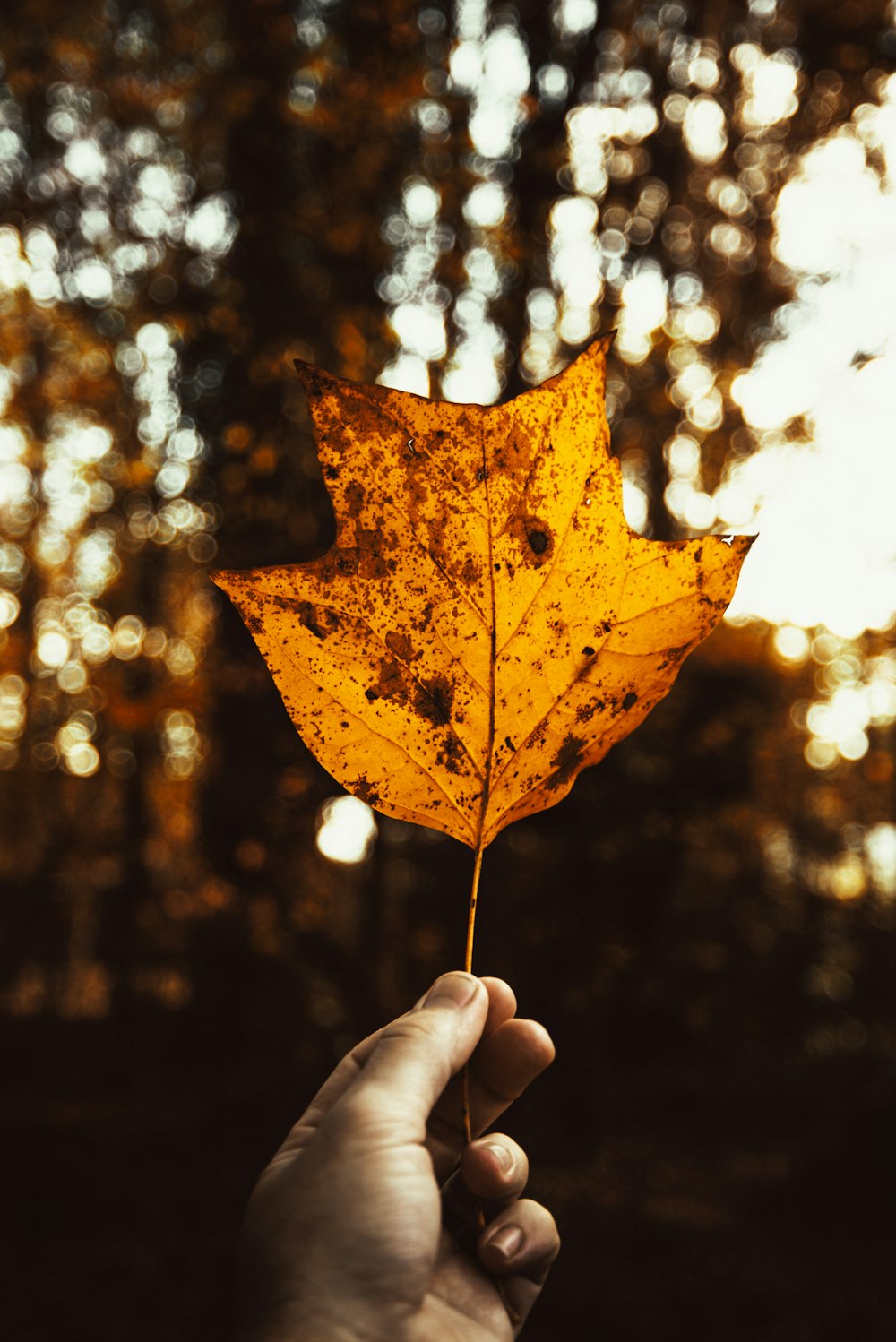 person holding brown maple leaf