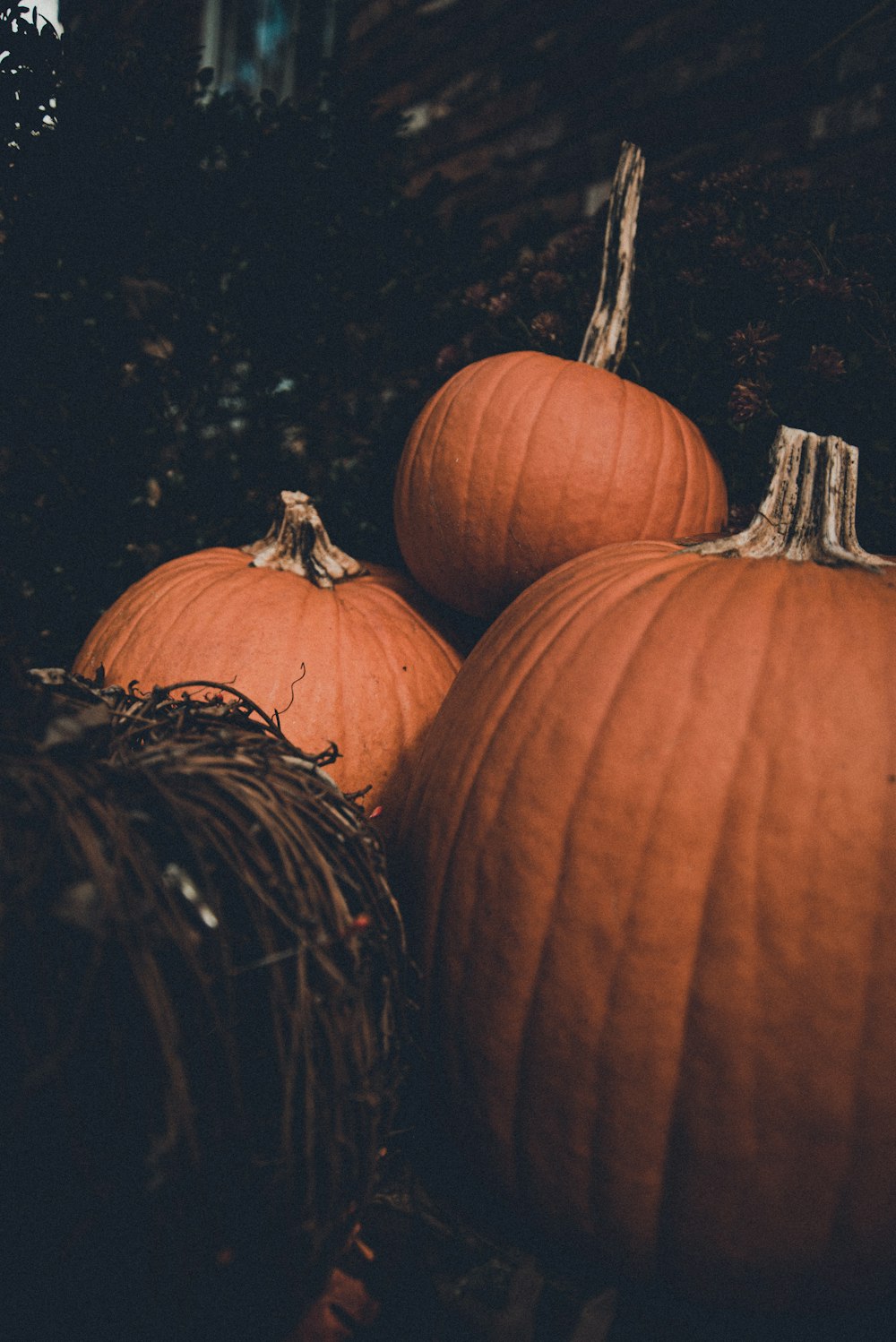 orange pumpkin on brown grass