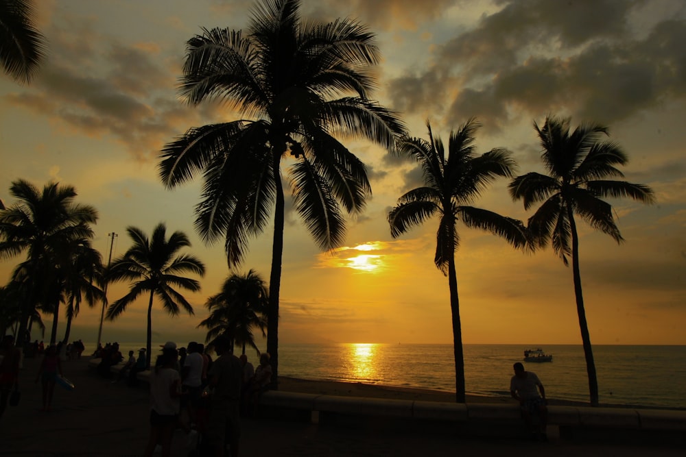 silhouette of palm trees near body of water during sunset