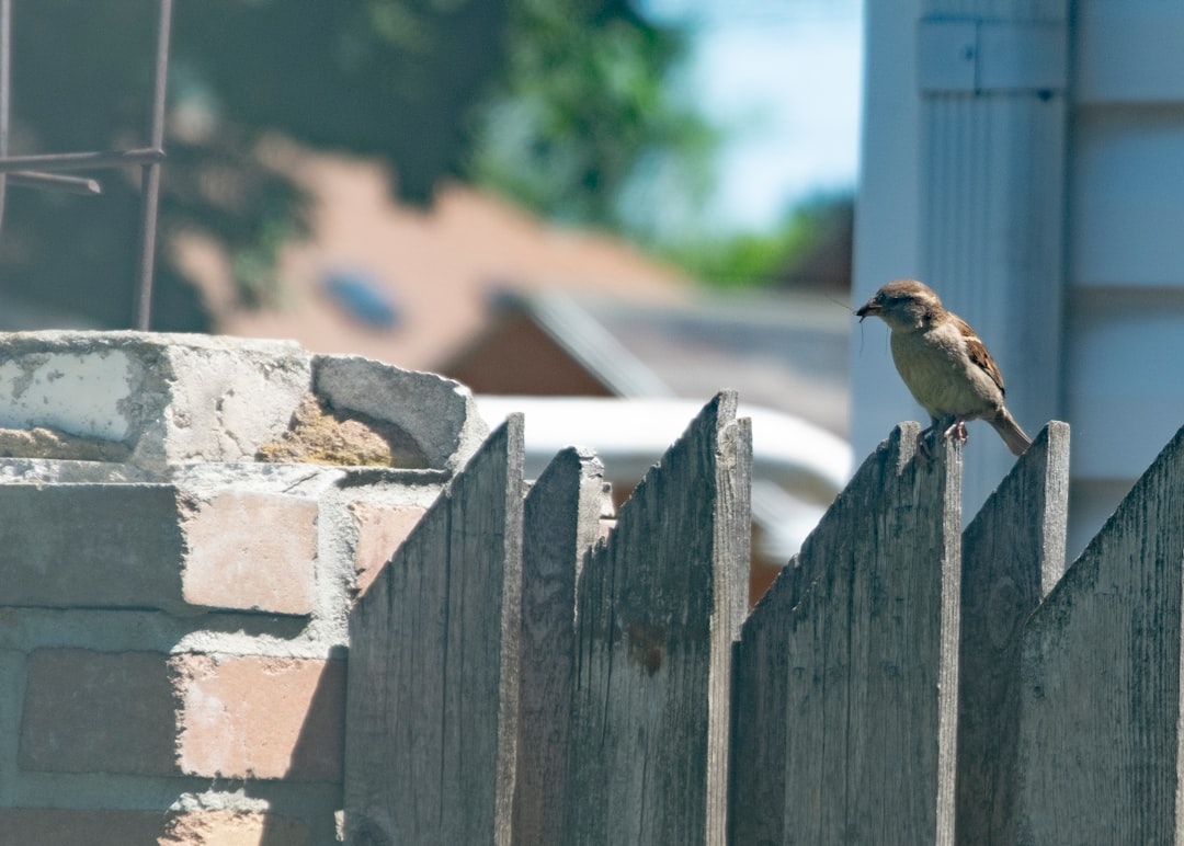 brown bird on gray concrete fence during daytime