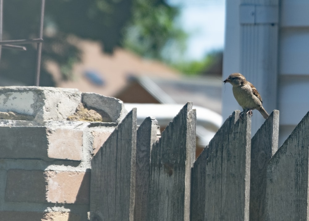 brown bird on gray concrete fence during daytime