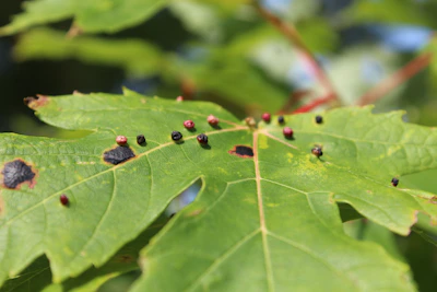 A pepper plant leaf with small black spots caused by fungal infection.