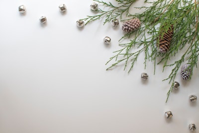 green cactus plant on white table holly teams background