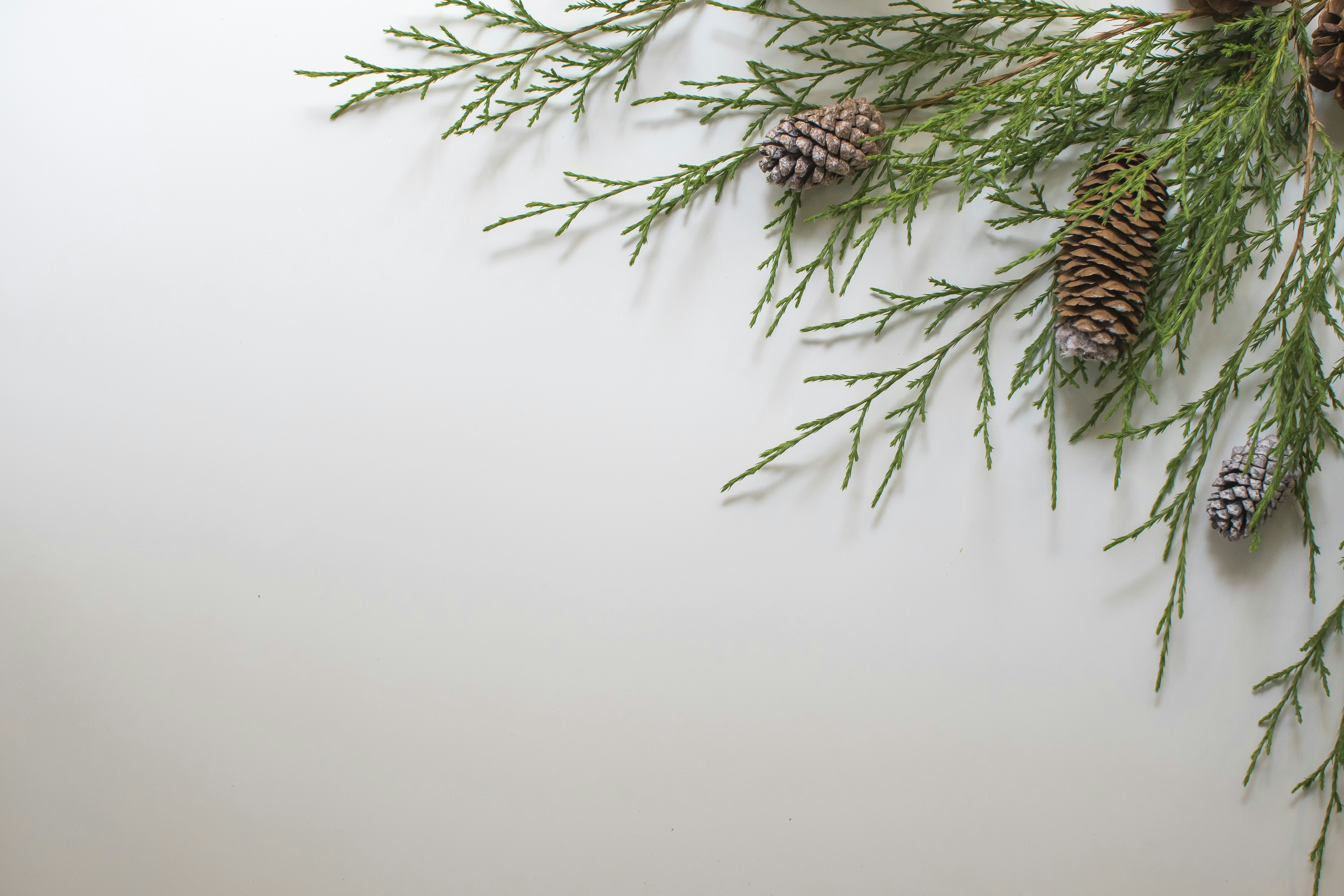 green and brown plant beside white wall