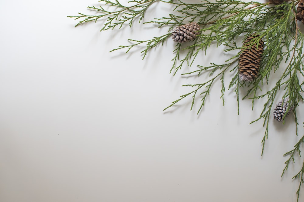 green and brown plant beside white wall